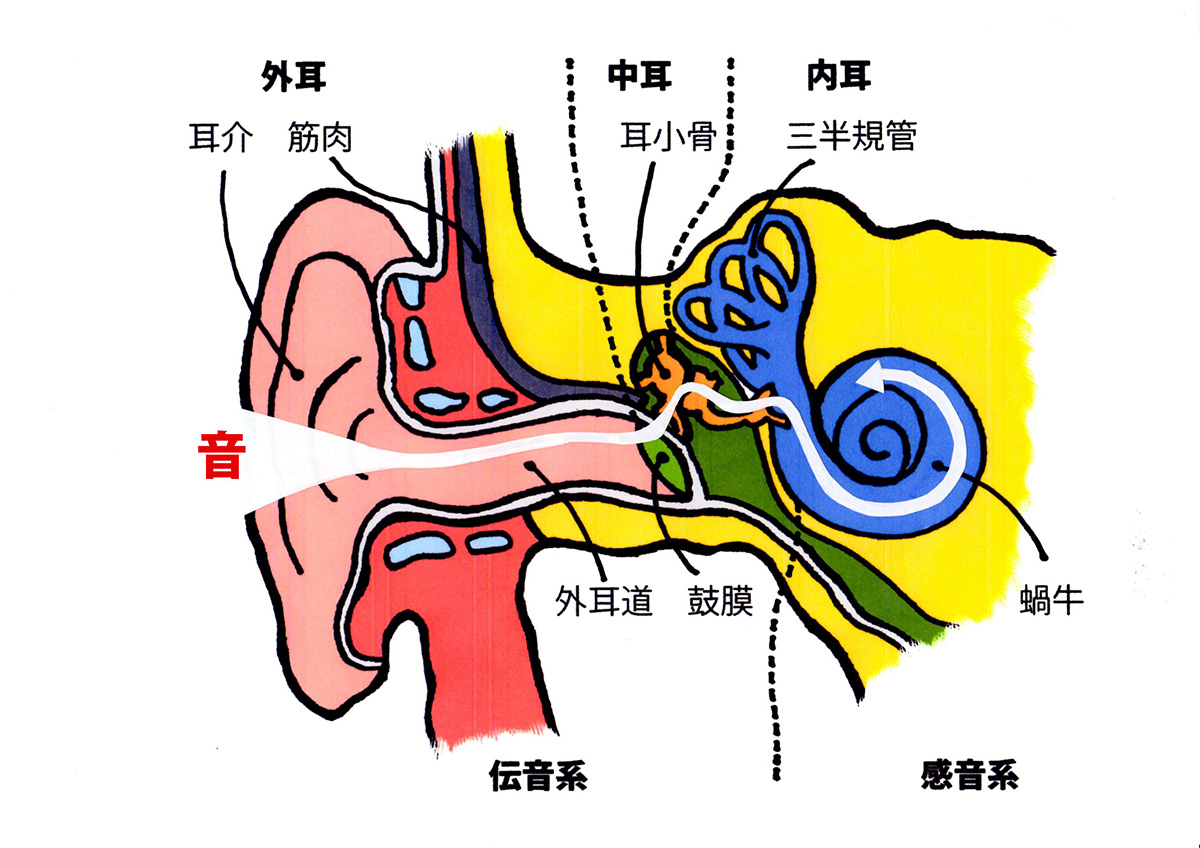 ▲耳の構造は大きく分けて外耳、中耳、内耳に区分される。三半規管や蝸牛からなる感音系の器官によって、人間は音を〝音〟として感じることができる